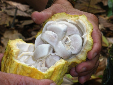 Harga Kakao Basah Tingkat Petani