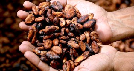 Harga Kakao Kering Tingkat Petani