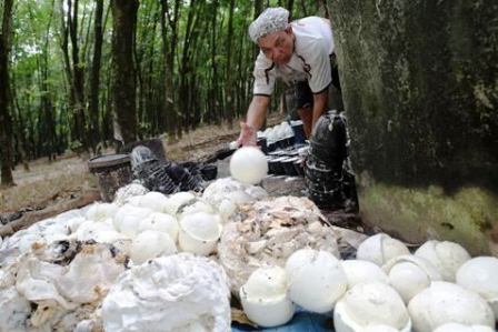 Harga Karet Petani Hari Ini