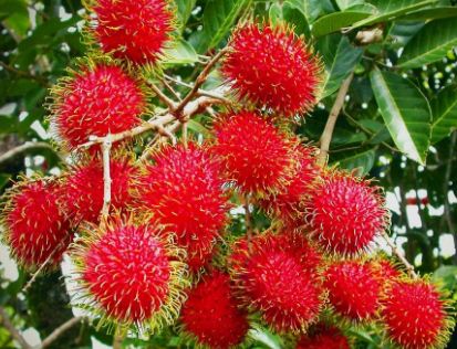 Harga Rambutan