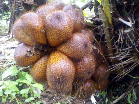 Harga Salak Banjarnegara