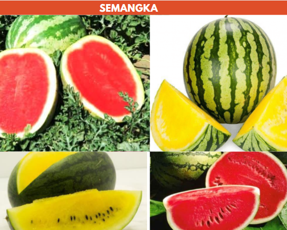 Harga Semangka