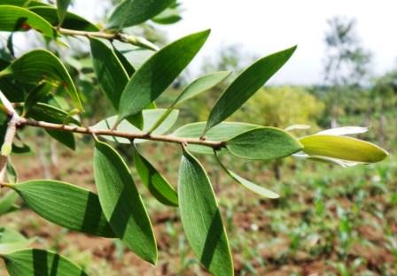 Pohon Gelam, Asal Mula Minyak Kayu Putih