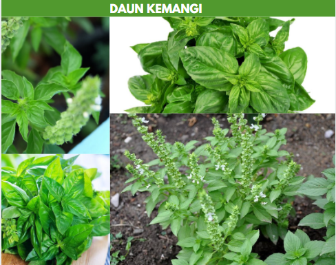 daun kemangi