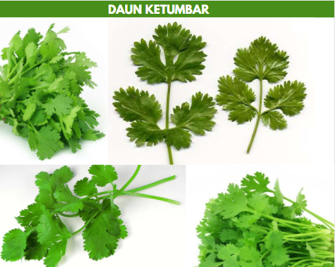 daun ketumbar