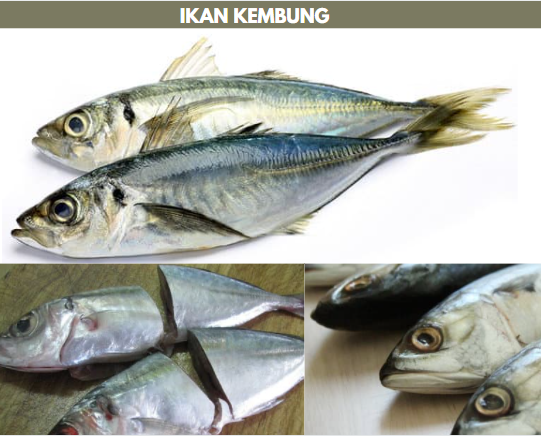 gambar ikan kembung