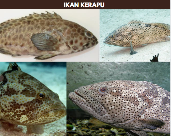 gambar ikan kerapu