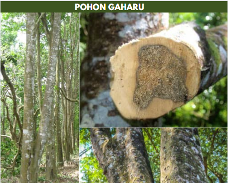 pohon gaharu