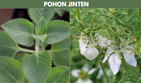 pohon jinten