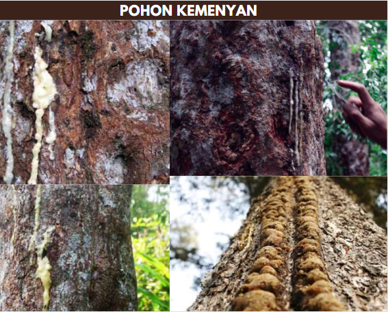 pohon kemenyan