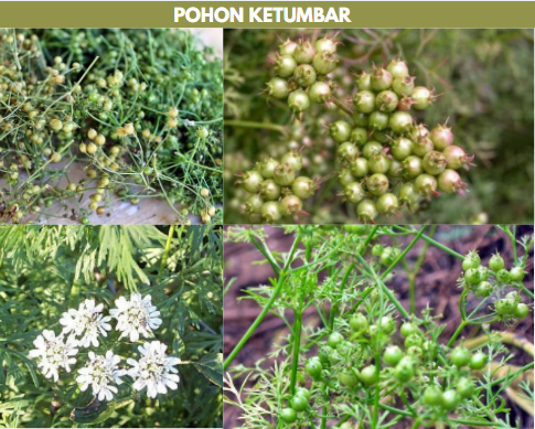 pohon ketumbar