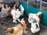 Harga Ayam Brahma Indukan