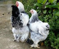 Harga Ayam Brahma Sepasang