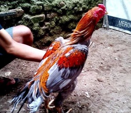 Harga Ayam Pakhoy Asli