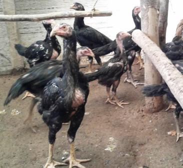 Harga Ayam Pakhoy Betina Indukan