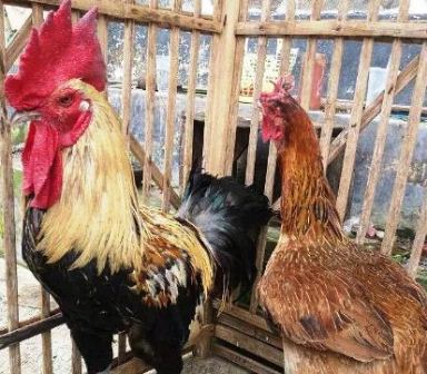 Harga Ayam Pelung Sepasang (Jantan dan Betina)