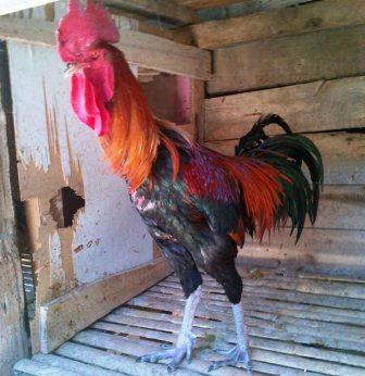 Harga Ayam Pelung