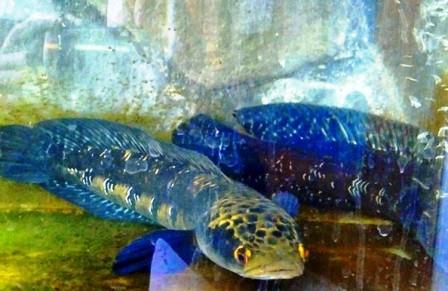 Harga Ikan Toman Biru (Blue Maru)