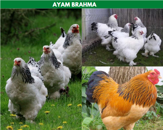 gambar ayam brahma terbesar