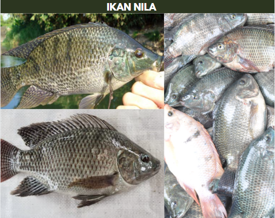 gambar ikan nila