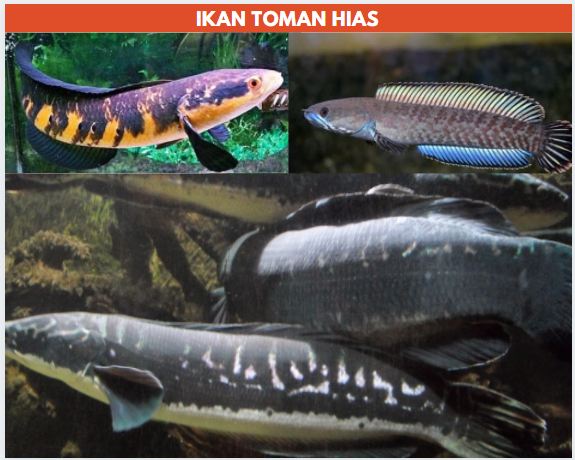 ikan toman hias