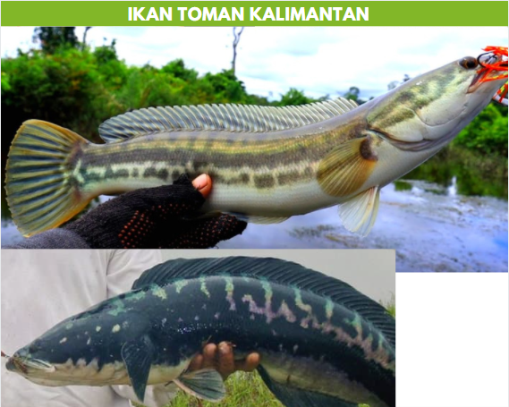 ikan toman kalimantan