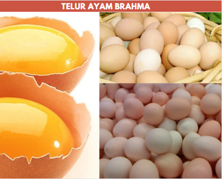 telur ayam brahma