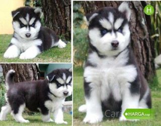 Harga Anjing Husky