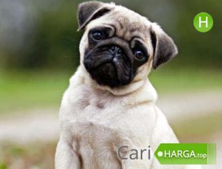 Harga Anjing Pug Terbaru