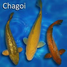 Harga Ikan Koi Chagoi