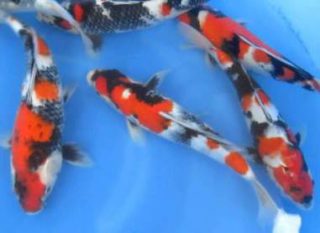 Harga Ikan Koi Dainichi Showa