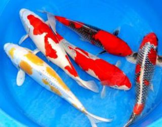 Harga Ikan Koi Kohaku