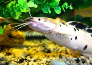 Harga Ikan Lele Hias Albino