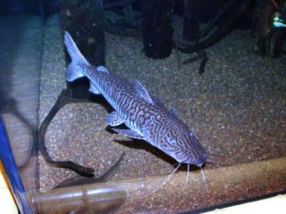 Harga Ikan Lele Hias Leopard