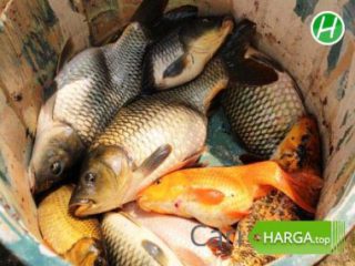 Harga Ikan Mas