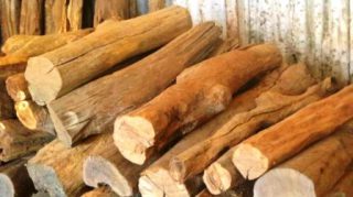 Harga Kayu Cendana Kupang, NTT