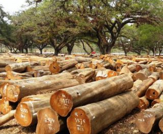 Harga Kayu Jati Perhutani