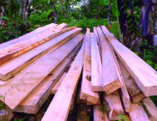 Harga Kayu Jati Putih