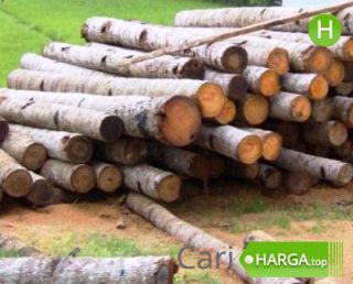 Harga Kayu Kelapa