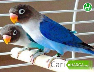 Harga Lovebird Mangsi