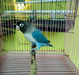 Harga Lovebird Mangsi Perso