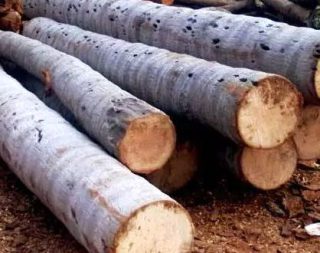 Harga kayu kelapa gelondongan