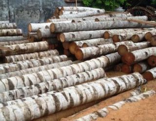 Harga kayu kelapa per batang