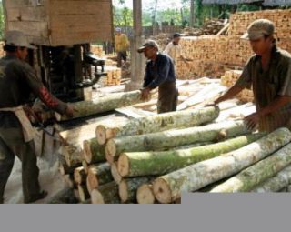 Harga kayu sengon per batang