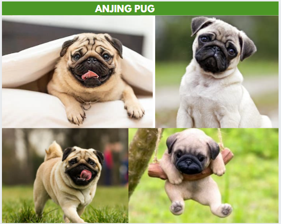 anjing pug