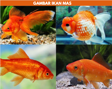 gambar ikan mas