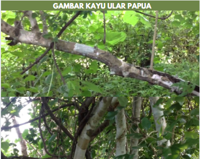 gambar kayu ular papua