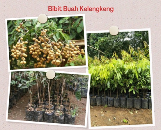 Bibit Buah Kelengkeng