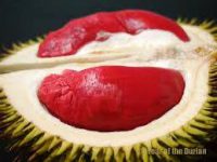 Buah Durian Banyuwangi
