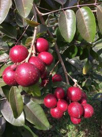 Buah Lengkeng Ruby Longan